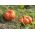 Abóbora Gigante - Rouge vif d'Etampes - 9 sementes - Cucurbita maxima