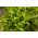 Įvairių mišinių mišinys „Baby Leaf“ - 900 sėklų -  - sėklos