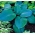 Hosta, muz çiçeği mavi melek - ampul / yumru / kök