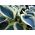 Hosta, planta Lily Blue Ivory - bulb / tuber / rădăcină