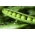 Sėjamasis žirnis - Ambrosia - 300 sėklos - Pisum sativum