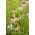 Echinacea, Coneflower Pallida - củ / củ / rễ - Echinacea pallida