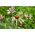 エキナセア、コーンフラワーパリダ - 球根/塊茎/根 - Echinacea pallida