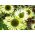 エキナセア、コーンフラワーグリーンジュエル - 球根/塊茎/根 - Echinacea purpurea