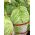 کلم نپا "Optiko"، کلم چینی - زود، انواع خوشمزه - 65 دانه - Brassica pekinensis Rupr.