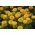 الأبدية الذهبية ، سترو فلاور - 1250 بذور - Xerochrysum bracteatum - ابذرة