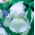 Iris germanica Putih - umbi / umbi / akar