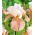 Iris germanica Fusta festivă - bulb / tuber / rădăcină