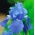 Iris germanica Modrá - cibule / hlíza / kořen