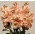 粉红橙色的灰色库存，十周库存“Excelsior” -  300粒种子 - Matthiola incana annua - 種子