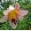 Drevo Lily Lilium Peking Mesec - čebulica / gomolj / koren - Lilium Beijing Moon