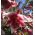 Copac Lily Lilium Robert Griesbach - bulb / tuber / rădăcină