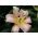 Δέντρο Lily Lilium Urandi - βολβός / κόνδυλος / ρίζα