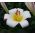 Lilium, planeta Lily White - lukovica / gomolj / korijen - Lilium White Planet
