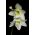 Eucharis Amazonica, Amazon Lily - květinové cibulky / hlíza / kořen