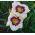 Hemerocallis، Daylily آبنبات زردآلو - لامپ / غده / ریشه - Hemerocallis Blueberry Candy
