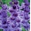 Gladiolus Passos - 5 kvetinové cibule