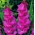 Gladiool roosa - XXL - pakend 5 tk - Gladiolus