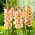 글라디올러스 삿포로 - 5 구근 - Gladiolus