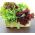 Campuran varietas Mizuna "Baby Leaf", kyona, sawi Jepang - 250 biji - 