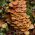 چوب براق پوشیده شده - Kuehneromyces mutabilis