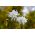 Аквілегія, Колумбін, Бабуся капелюшок Білий Барлоу - цибулина / бульба / корінь - Aquilegia vulgaris