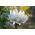 Parastā ozolīte - White Barlow - Aquilegia vulgaris