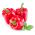 พริกไทย "Ozarowska" - สีแดง, ความหลากหลายหวาน - 90 เมล็ด - Capsicum L.
