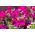 Висяча петунія, сурфінія "Рубіна" - пурпурно-пурпурний - 80 насінин - Petunia x hybrida pendula  - насіння