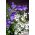 Lufi virág, kínai harangvirág, platycodon - fajta keverék - 110 mag - Platycodon grandiflorus - magok