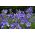 Balon de flori, floare de bell chinezesc, platycodon - mix de varietate - 110 semințe - Platycodon grandiflorus
