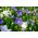 פרח בלון, bellflower סינית, platycodon - מגוון תערובת - 110 זרעים - Platycodon grandiflorus