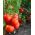 Domates "Jüpiter" - örtüsü altında yetiştiriciliği için - herkes için premium çeşit çeşit tohumlar - 30 tohum - Solanum lycopersicum 
