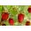 ワイルドストロベリー "Rujana"ウッドランドストロベリー、アルパインストロベリー、カルパティアストロベリー、ヨーロピアンストロベリー、フレイザーデボワ -  640種子 - Fragaria vesca - シーズ