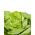 Hlávkový šalát "Ewelina" - s hladkými a chutnými listami - 1000 semien - Lactuca sativa L. var. Capitata - semená