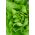 Зелена салата "Мицхалина" - расте велике, светло зелене главе - 850 семена - Lactuca sativa L. var. capitata 