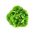 Zelena salata "Saba" - za cjelogodišnje uzgoj - 900 sjemenki - Lactuca sativa L. var. Capitata - sjemenke