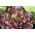 红色butterhead生菜“Sahim” -  850种子 - Lactuca sativa L. var. capitata  - 種子