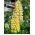 Lupin des jardins - Chandelier - Lupinus polyphyllus