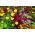 Amaranth "Kalejdoskop Barw" - o selecție multi-colorată de soiuri - 700 de semințe - Amaranthus sp.