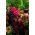 Амарант "Магиц Цасцаде" - разнобојни избор сорти - 700 сјеменки - Amaranthus sp. - семе
