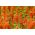 Amaranth "Kalejdoskop Barw" - o selecție multi-colorată de soiuri - 700 de semințe - Amaranthus sp.