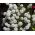 甜香雪球，甜佳佳丽 - 白色品种 -  1750粒种子 - Lobularia maritima - 種子