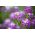 Lily-violet sweet alyssum, Sweet alison - 1750 seeds