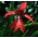 Sprekelia Formosissima, aztécká lilie, Jacobean lilie - květinové cibulky / hlíza / kořen