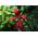 Sprekelia Formosissima，Aztec Lilies，Jacobean Lilies  - 洋葱/块茎/根