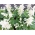 Tropska kadulja - bijela sorta - 10 sjemena - Salvia splendens - sjemenke