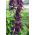 Salvia escarlata - violeta - 84 semillas - Salvia splendens