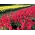 Sauge rouge - rose - 84 graines - Salvia splendens
