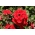 Garden verbena - rød sort; haven vervain - 120 frø - Verbena x hybrida 